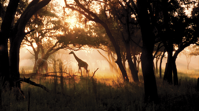 Animal KIngdom Park giraffes image